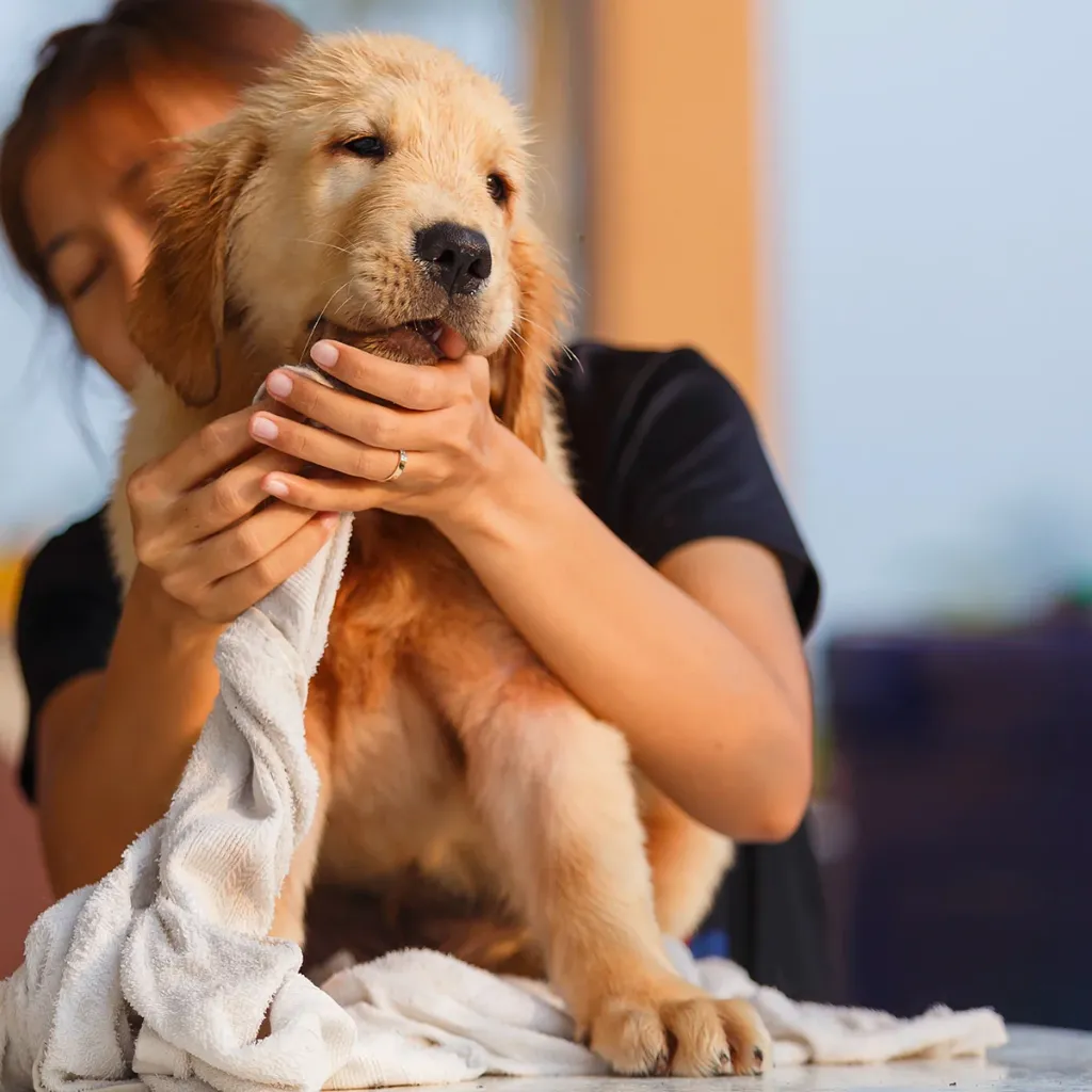 shampooing_animaux-chiot_-_Galerie_2.webp